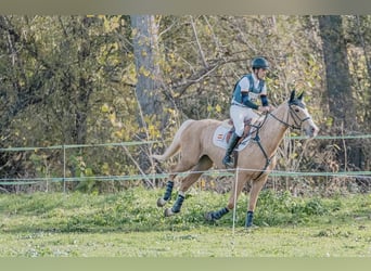 Caballo de deporte español, Yegua, 7 años, 172 cm, Palomino