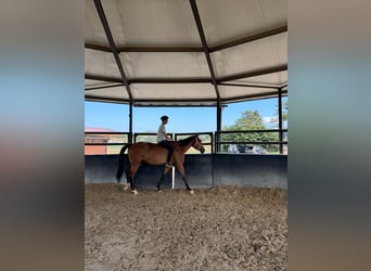 Caballo de deporte español, Yegua, 7 años, 175 cm, Castaño