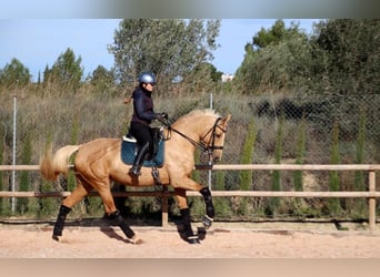 Caballo de deporte español Mestizo, Yegua, 7 años, 175 cm, Palomino