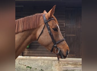Caballo de deporte español, Yegua, 7 años, Alazán