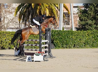 Caballo de deporte español, Yegua, 7 años, Castaño