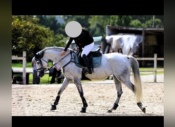 Caballo de deporte español, Yegua, 7 años, Tordo