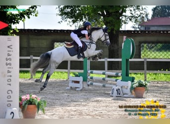 Caballo de deporte español, Yegua, 8 años, 152 cm, Tordo