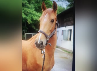 Caballo de deporte español Mestizo, Yegua, 8 años, 157 cm, Alazán