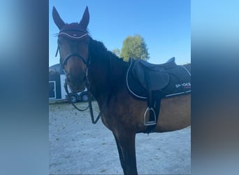 Caballo de deporte español, Yegua, 8 años, 160 cm, Castaño oscuro