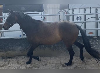 Caballo de deporte español, Yegua, 8 años, 160 cm, Castaño oscuro