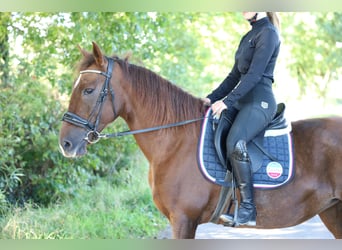 Caballo de deporte español, Yegua, 8 años, 163 cm