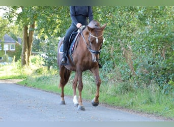 Caballo de deporte español, Yegua, 8 años, 163 cm