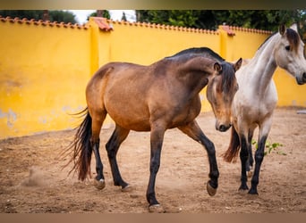 Caballo de deporte español Mestizo, Yegua, 8 años, 166 cm, Buckskin/Bayo