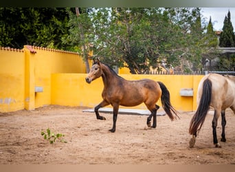 Caballo de deporte español Mestizo, Yegua, 8 años, 166 cm, Buckskin/Bayo