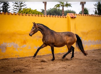 Caballo de deporte español Mestizo, Yegua, 8 años, 166 cm, Buckskin/Bayo