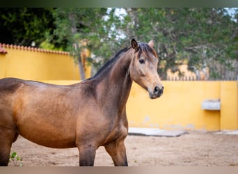 Caballo de deporte español Mestizo, Yegua, 8 años, 166 cm, Buckskin/Bayo