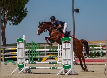 Caballo de deporte español, Yegua, 8 años, 170 cm, Alazán