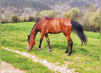 Caballo de deporte español, Yegua, 8 años, 170 cm, Castaño