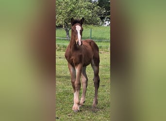 Caballo de deporte español, Yegua, 8 años, 170 cm, Castaño