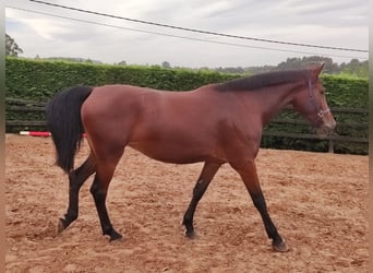 Caballo de deporte español, Yegua, 8 años, 170 cm, Castaño