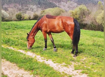 Caballo de deporte español, Yegua, 8 años, 170 cm, Castaño