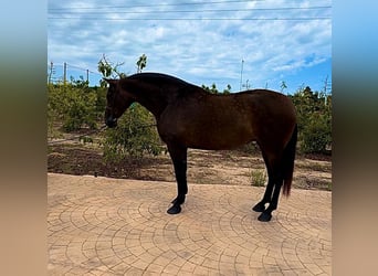 Caballo de deporte español, Yegua, 8 años, 170 cm, Castaño