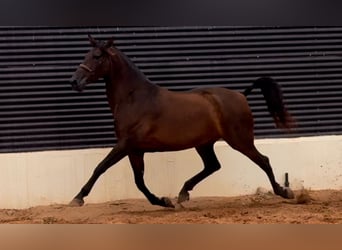 Caballo de deporte español, Yegua, 8 años, 170 cm, Castaño