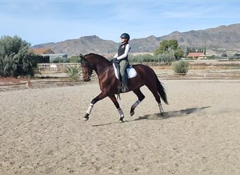 Caballo de deporte español, Yegua, 8 años, 172 cm, Castaño