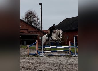 Caballo de deporte español, Yegua, 9 años, 142 cm