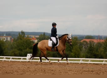 Caballo de deporte español, Yegua, 9 años, 158 cm, Buckskin/Bayo