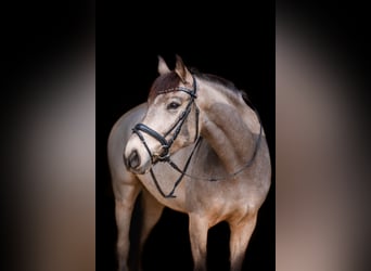 Caballo de deporte español, Yegua, 9 años, 158 cm, Buckskin/Bayo