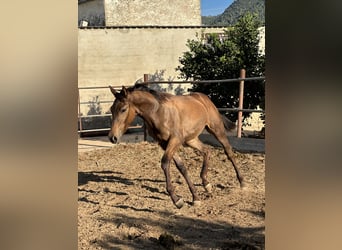 Caballo de deporte español Mestizo, Yegua, Potro (04/2024), 137 cm, Castaño claro