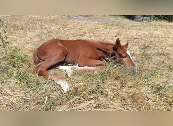 Caballo de deporte español, Yegua, Potro (04/2026), Alazán