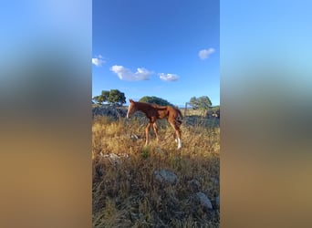 Caballo de deporte español, Yegua, Potro (04/2026), Alazán