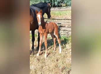Caballo de deporte español, Yegua, Potro (04/2026), Alazán