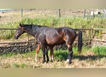 Caballo de deporte español, Yegua, Potro (04/2026), Alazán
