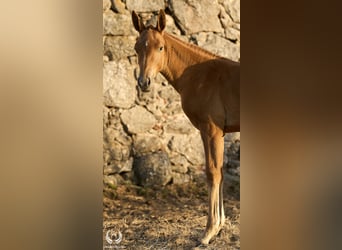 Caballo de deporte español, Yegua, Potro (05/2024), Atigrado/Moteado