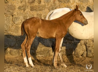 Caballo de deporte español, Yegua, Potro (05/2024), Atigrado/Moteado