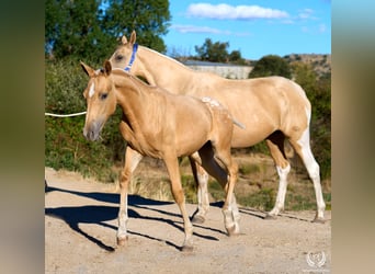 Caballo de deporte español, Yegua, Potro (05/2026), Atigrado/Moteado