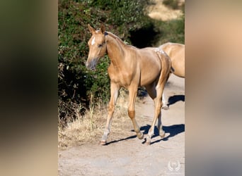 Caballo de deporte español, Yegua, Potro (05/2026), Atigrado/Moteado