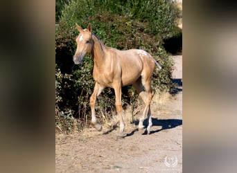 Caballo de deporte español, Yegua, Potro (05/2026), Atigrado/Moteado