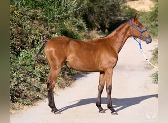 Caballo de deporte español, Yegua, Potro (01/2026), Atigrado/Moteado
