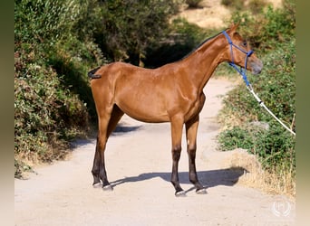 Caballo de deporte español, Yegua, Potro (01/2026), Atigrado/Moteado