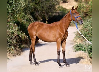 Caballo de deporte español, Yegua, Potro (01/2026), Atigrado/Moteado