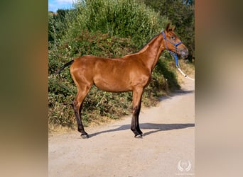 Caballo de deporte español, Yegua, Potro (01/2026), Atigrado/Moteado