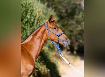 Caballo de deporte español, Yegua, Potro (01/2026), Atigrado/Moteado