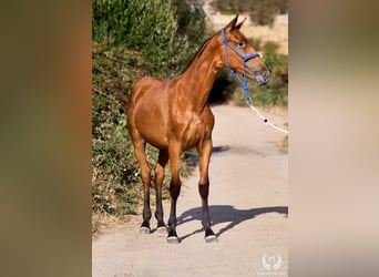 Caballo de deporte español, Yegua, Potro (01/2026), Atigrado/Moteado