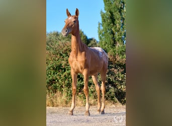 Caballo de deporte español, Yegua, Potro (03/2026), Atigrado/Moteado