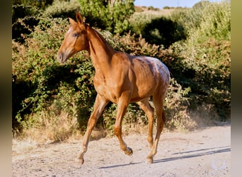 Caballo de deporte español, Yegua, Potro (03/2026), Atigrado/Moteado