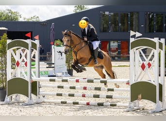 Caballo de deporte irlandés, Caballo castrado, 10 años, 140 cm, Buckskin/Bayo