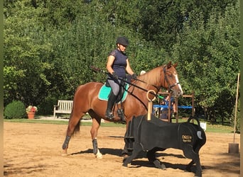 Caballo de deporte irlandés Mestizo, Caballo castrado, 10 años, 158 cm, Alazán