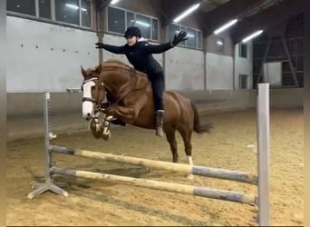 Caballo de deporte irlandés Mestizo, Caballo castrado, 10 años, 158 cm, Alazán