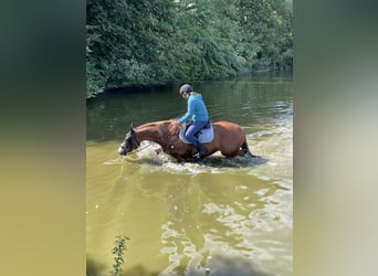 Caballo de deporte irlandés Mestizo, Caballo castrado, 10 años, 158 cm, Alazán