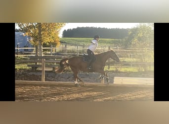 Caballo de deporte irlandés Mestizo, Caballo castrado, 10 años, 158 cm, Alazán